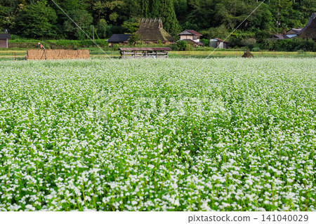 秋意漸濃時，京都府南丹市宮山町茅草屋頂村莊裡的一片蕎麥田。 141040029