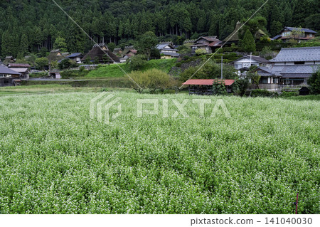 秋意漸濃時，京都府南丹市宮山町茅草屋頂村莊裡的一片蕎麥田。 141040030
