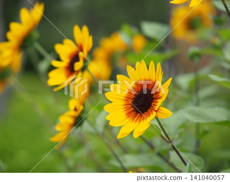 向日葵在夏天開花 向日葵在夏天開花 141040057