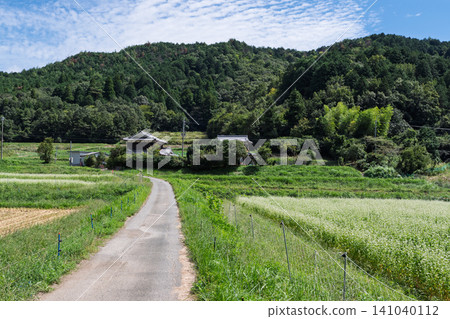 A buckwheat field in the deepening autumn, photographed in Inukanno, Kameoka City, Kyoto Prefecture. A buckwheat field in the deepening autumn, photographed in Inukanno, Kameoka City, Kyoto Prefecture. 141040112