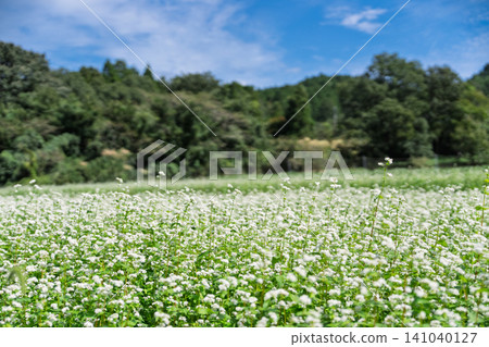 A buckwheat field in the deepening autumn, photographed in Inukanno, Kameoka City, Kyoto Prefecture. A buckwheat field in the deepening autumn, photographed in Inukanno, Kameoka City, Kyoto Prefecture. 141040127