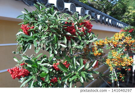 Pyracantha bushes planted along the temple wall bear red and yellow berries. 141040297