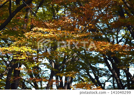 Beautifully colored maple leaves Beautifully colored maple leaves 141040299