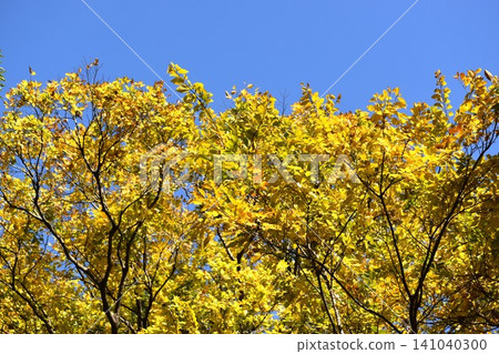 Beautifully colored maple leaves Beautifully colored maple leaves 141040300