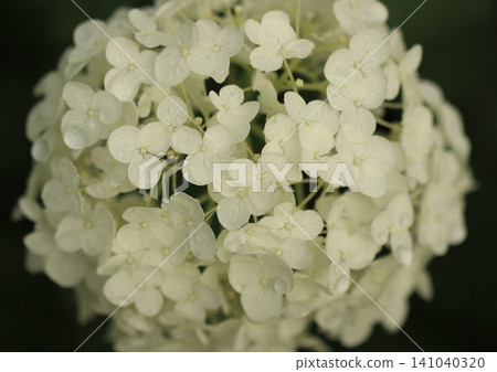 Hydrangea Hydrangea 141040320