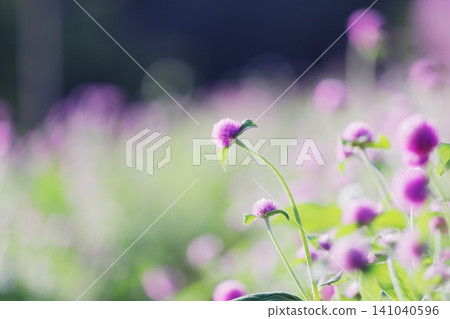 Beautiful green background and globe amaranth flowers Beautiful green background and globe amaranth flowers 141040596