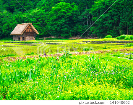 World heritage Shirakawa-go spring view World heritage Shirakawa-go spring view 141040602
