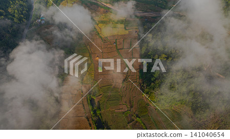 Aerial view fog above the yellow rice field. Aerial view fog above the yellow rice field. 141040654