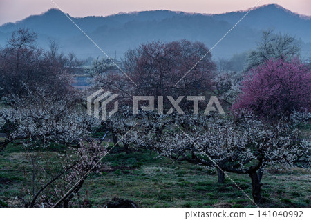 京都府綾部市梅林公園的梅花盛開,晨曦預示著春天的到來。 京都府綾部市梅林公園的梅花盛開,晨曦預示著春天的到來。 141040992