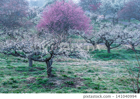 Plum blossoms in full bloom at Umebayashi Park in Ayabe City, Kyoto Prefecture, as the morning light signals the arrival of spring. 141040994