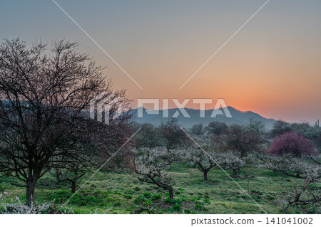 Plum blossoms in full bloom at Umebayashi Park in Ayabe City, Kyoto Prefecture, as the morning light signals the arrival of spring. Plum blossoms in full bloom at Umebayashi Park in Ayabe City, Kyoto Prefecture, as the morning light signals the arrival of spring. 141041002
