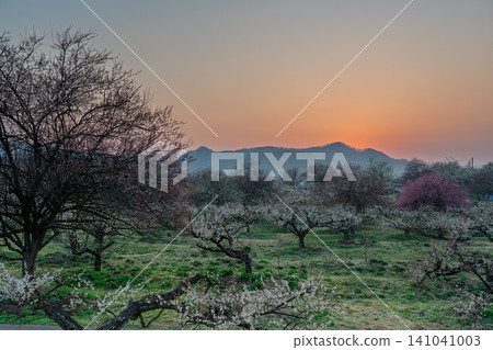Plum blossoms in full bloom at Umebayashi Park in Ayabe City, Kyoto Prefecture, as the morning light signals the arrival of spring. Plum blossoms in full bloom at Umebayashi Park in Ayabe City, Kyoto Prefecture, as the morning light signals the arrival of spring. 141041003