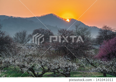 京都府綾部市梅林公園的梅花盛開,晨曦預示著春天的到來。 京都府綾部市梅林公園的梅花盛開,晨曦預示著春天的到來。 141041011