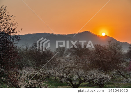 Plum blossoms in full bloom at Umebayashi Park in Ayabe City, Kyoto Prefecture, as the morning light signals the arrival of spring. Plum blossoms in full bloom at Umebayashi Park in Ayabe City, Kyoto Prefecture, as the morning light signals the arrival of spring. 141041020