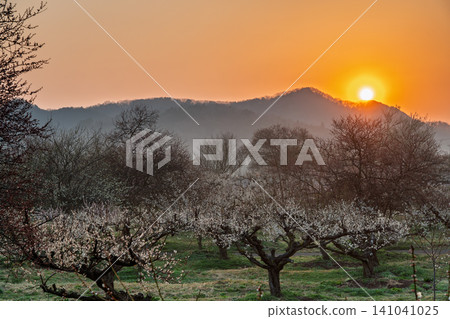 Plum blossoms in full bloom at Umebayashi Park in Ayabe City, Kyoto Prefecture, as the morning light signals the arrival of spring. Plum blossoms in full bloom at Umebayashi Park in Ayabe City, Kyoto Prefecture, as the morning light signals the arrival of spring. 141041025