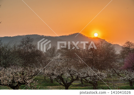 Plum blossoms in full bloom at Umebayashi Park in Ayabe City, Kyoto Prefecture, as the morning light signals the arrival of spring. Plum blossoms in full bloom at Umebayashi Park in Ayabe City, Kyoto Prefecture, as the morning light signals the arrival of spring. 141041026