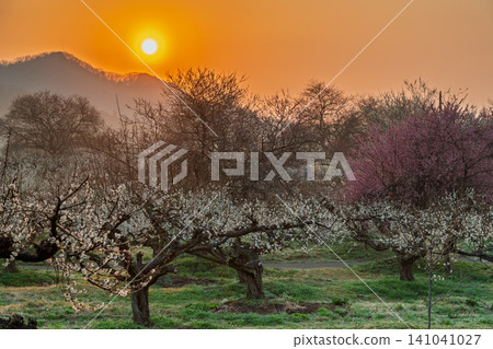 Plum blossoms in full bloom at Umebayashi Park in Ayabe City, Kyoto Prefecture, as the morning light signals the arrival of spring. Plum blossoms in full bloom at Umebayashi Park in Ayabe City, Kyoto Prefecture, as the morning light signals the arrival of spring. 141041027