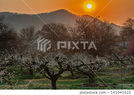 Plum blossoms in full bloom at Umebayashi Park in Ayabe City, Kyoto Prefecture, as the morning light signals the arrival of spring. Plum blossoms in full bloom at Umebayashi Park in Ayabe City, Kyoto Prefecture, as the morning light signals the arrival of spring. 141041028