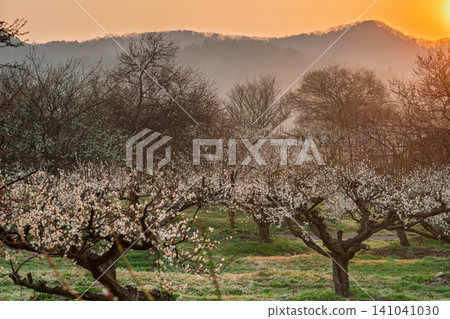 Plum blossoms in full bloom at Umebayashi Park in Ayabe City, Kyoto Prefecture, as the morning light signals the arrival of spring. Plum blossoms in full bloom at Umebayashi Park in Ayabe City, Kyoto Prefecture, as the morning light signals the arrival of spring. 141041030