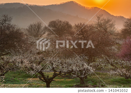 Plum blossoms in full bloom at Umebayashi Park in Ayabe City, Kyoto Prefecture, as the morning light signals the arrival of spring. Plum blossoms in full bloom at Umebayashi Park in Ayabe City, Kyoto Prefecture, as the morning light signals the arrival of spring. 141041032