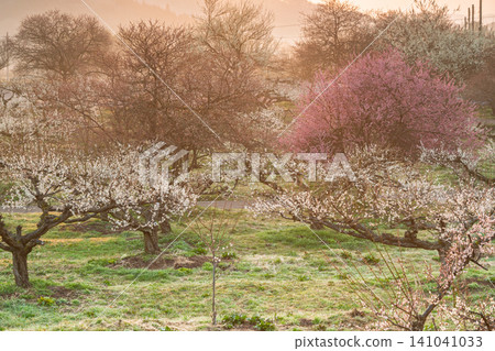 Plum blossoms in full bloom at Umebayashi Park in Ayabe City, Kyoto Prefecture, as the morning light signals the arrival of spring. Plum blossoms in full bloom at Umebayashi Park in Ayabe City, Kyoto Prefecture, as the morning light signals the arrival of spring. 141041033