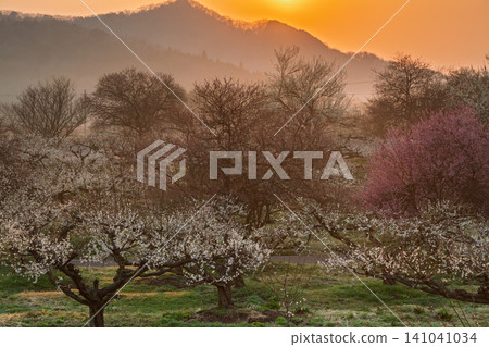 Plum blossoms in full bloom at Umebayashi Park in Ayabe City, Kyoto Prefecture, as the morning light signals the arrival of spring. Plum blossoms in full bloom at Umebayashi Park in Ayabe City, Kyoto Prefecture, as the morning light signals the arrival of spring. 141041034