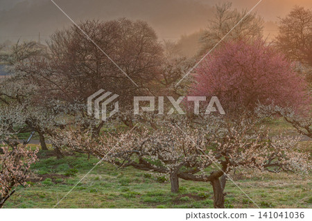 Plum blossoms in full bloom at Umebayashi Park in Ayabe City, Kyoto Prefecture, as the morning light signals the arrival of spring. Plum blossoms in full bloom at Umebayashi Park in Ayabe City, Kyoto Prefecture, as the morning light signals the arrival of spring. 141041036