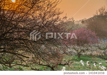 Plum blossoms in full bloom at Umebayashi Park in Ayabe City, Kyoto Prefecture, as the morning light signals the arrival of spring. Plum blossoms in full bloom at Umebayashi Park in Ayabe City, Kyoto Prefecture, as the morning light signals the arrival of spring. 141041038