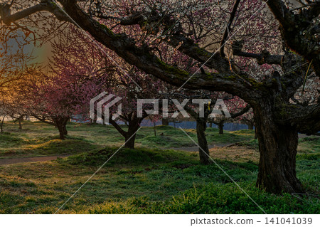 京都府綾部市梅林公園的梅花盛開,晨曦預示著春天的到來。 京都府綾部市梅林公園的梅花盛開,晨曦預示著春天的到來。 141041039