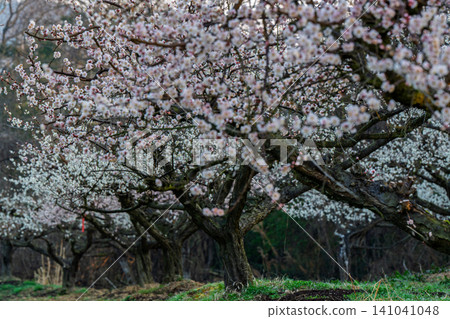 Plum blossoms in full bloom at Umebayashi Park in Ayabe City, Kyoto Prefecture, as the morning light signals the arrival of spring. Plum blossoms in full bloom at Umebayashi Park in Ayabe City, Kyoto Prefecture, as the morning light signals the arrival of spring. 141041048