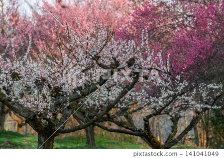 Plum blossoms in full bloom at Umebayashi Park in Ayabe City, Kyoto Prefecture, as the morning light signals the arrival of spring. Plum blossoms in full bloom at Umebayashi Park in Ayabe City, Kyoto Prefecture, as the morning light signals the arrival of spring. 141041049