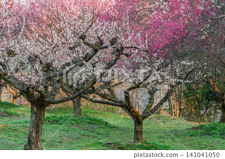 Plum blossoms in full bloom at Umebayashi Park in Ayabe City, Kyoto Prefecture, as the morning light signals the arrival of spring. Plum blossoms in full bloom at Umebayashi Park in Ayabe City, Kyoto Prefecture, as the morning light signals the arrival of spring. 141041050