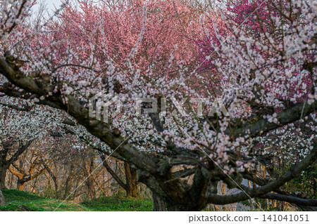 京都府綾部市梅林公園的梅花盛開,晨曦預示著春天的到來。 京都府綾部市梅林公園的梅花盛開,晨曦預示著春天的到來。 141041051