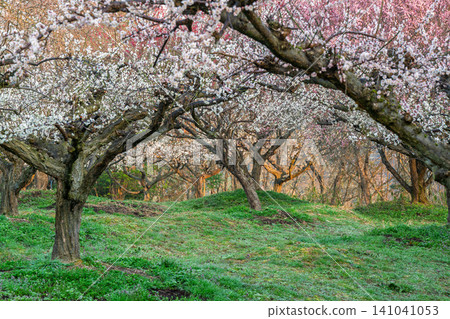 Plum blossoms in full bloom at Umebayashi Park in Ayabe City, Kyoto Prefecture, as the morning light signals the arrival of spring. Plum blossoms in full bloom at Umebayashi Park in Ayabe City, Kyoto Prefecture, as the morning light signals the arrival of spring. 141041053