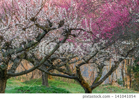 Plum blossoms in full bloom at Umebayashi Park in Ayabe City, Kyoto Prefecture, as the morning light signals the arrival of spring. Plum blossoms in full bloom at Umebayashi Park in Ayabe City, Kyoto Prefecture, as the morning light signals the arrival of spring. 141041054