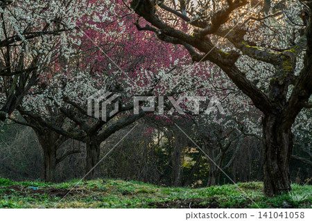 Plum blossoms in full bloom at Umebayashi Park in Ayabe City, Kyoto Prefecture, as the morning light signals the arrival of spring. Plum blossoms in full bloom at Umebayashi Park in Ayabe City, Kyoto Prefecture, as the morning light signals the arrival of spring. 141041058