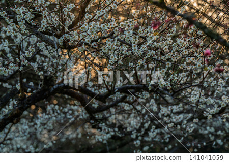 Plum blossoms in full bloom at Umebayashi Park in Ayabe City, Kyoto Prefecture, as the morning light signals the arrival of spring. Plum blossoms in full bloom at Umebayashi Park in Ayabe City, Kyoto Prefecture, as the morning light signals the arrival of spring. 141041059