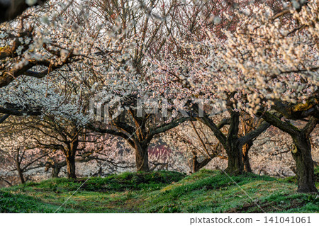 Plum blossoms in full bloom at Umebayashi Park in Ayabe City, Kyoto Prefecture, as the morning light signals the arrival of spring. Plum blossoms in full bloom at Umebayashi Park in Ayabe City, Kyoto Prefecture, as the morning light signals the arrival of spring. 141041061