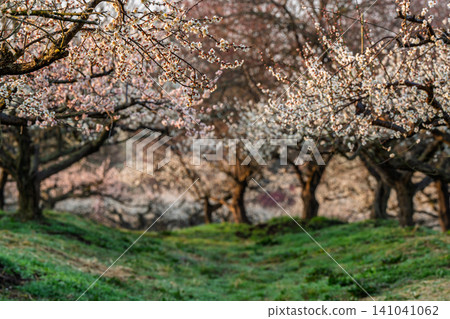 Plum blossoms in full bloom at Umebayashi Park in Ayabe City, Kyoto Prefecture, as the morning light signals the arrival of spring. Plum blossoms in full bloom at Umebayashi Park in Ayabe City, Kyoto Prefecture, as the morning light signals the arrival of spring. 141041062