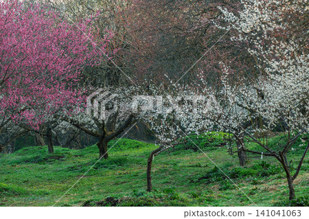 Plum blossoms in full bloom at Umebayashi Park in Ayabe City, Kyoto Prefecture, as the morning light signals the arrival of spring. Plum blossoms in full bloom at Umebayashi Park in Ayabe City, Kyoto Prefecture, as the morning light signals the arrival of spring. 141041063