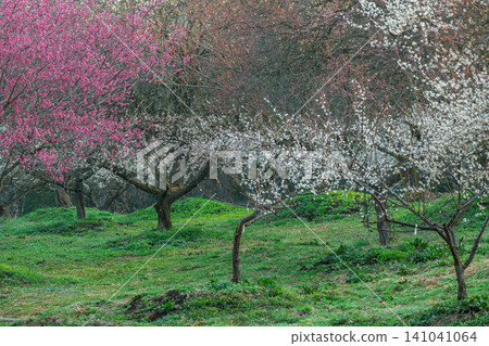 Plum blossoms in full bloom at Umebayashi Park in Ayabe City, Kyoto Prefecture, as the morning light signals the arrival of spring. Plum blossoms in full bloom at Umebayashi Park in Ayabe City, Kyoto Prefecture, as the morning light signals the arrival of spring. 141041064