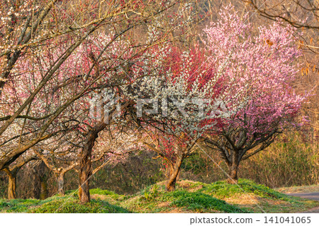 Plum blossoms in full bloom at Umebayashi Park in Ayabe City, Kyoto Prefecture, as the morning light signals the arrival of spring. Plum blossoms in full bloom at Umebayashi Park in Ayabe City, Kyoto Prefecture, as the morning light signals the arrival of spring. 141041065