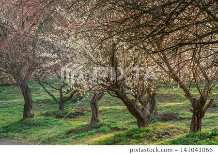 Plum blossoms in full bloom at Umebayashi Park in Ayabe City, Kyoto Prefecture, as the morning light signals the arrival of spring. Plum blossoms in full bloom at Umebayashi Park in Ayabe City, Kyoto Prefecture, as the morning light signals the arrival of spring. 141041066