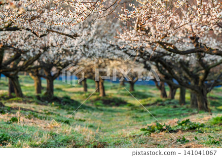 Plum blossoms in full bloom at Umebayashi Park in Ayabe City, Kyoto Prefecture, as the morning light signals the arrival of spring. Plum blossoms in full bloom at Umebayashi Park in Ayabe City, Kyoto Prefecture, as the morning light signals the arrival of spring. 141041067
