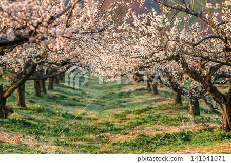 Plum blossoms in full bloom at Umebayashi Park in Ayabe City, Kyoto Prefecture, as the morning light signals the arrival of spring. Plum blossoms in full bloom at Umebayashi Park in Ayabe City, Kyoto Prefecture, as the morning light signals the arrival of spring. 141041071