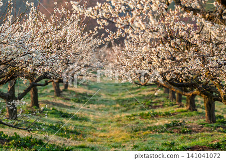 Plum blossoms in full bloom at Umebayashi Park in Ayabe City, Kyoto Prefecture, as the morning light signals the arrival of spring. Plum blossoms in full bloom at Umebayashi Park in Ayabe City, Kyoto Prefecture, as the morning light signals the arrival of spring. 141041072