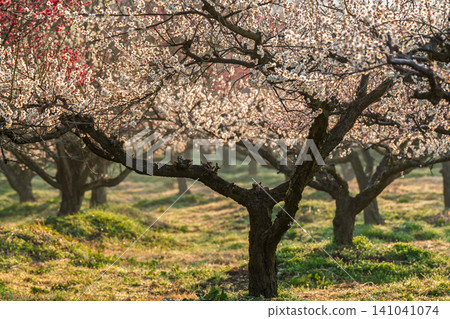 Plum blossoms in full bloom at Umebayashi Park in Ayabe City, Kyoto Prefecture, as the morning light signals the arrival of spring. Plum blossoms in full bloom at Umebayashi Park in Ayabe City, Kyoto Prefecture, as the morning light signals the arrival of spring. 141041074