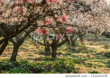京都府綾部市梅林公園的梅花盛開,晨曦預示著春天的到來。 京都府綾部市梅林公園的梅花盛開,晨曦預示著春天的到來。 141041076