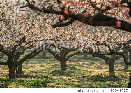 Plum blossoms in full bloom at Umebayashi Park in Ayabe City, Kyoto Prefecture, as the morning light signals the arrival of spring. Plum blossoms in full bloom at Umebayashi Park in Ayabe City, Kyoto Prefecture, as the morning light signals the arrival of spring. 141041077