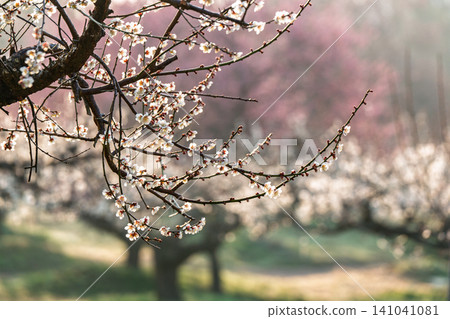 Plum blossoms in full bloom at Umebayashi Park in Ayabe City, Kyoto Prefecture, as the morning light signals the arrival of spring. Plum blossoms in full bloom at Umebayashi Park in Ayabe City, Kyoto Prefecture, as the morning light signals the arrival of spring. 141041081